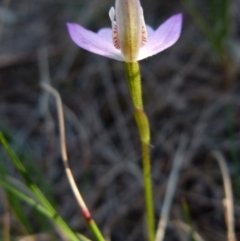 Caladenia carnea at Boro, NSW - 24 Sep 2021