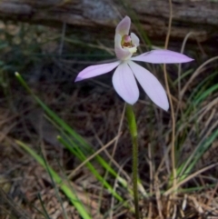 Caladenia carnea at Boro, NSW - 24 Sep 2021