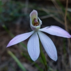 Caladenia carnea at Boro, NSW - 24 Sep 2021