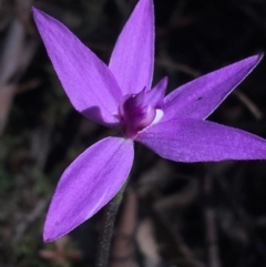 Glossodia major (Wax Lip Orchid) at O'Connor, ACT - 22 Sep 2021 by NedJohnston