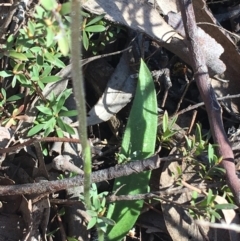 Glossodia major at O'Connor, ACT - suppressed