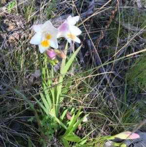 Freesia leichtlinii subsp. leichtlinii x Freesia leichtlinii subsp. alba at O'Connor, ACT - 22 Sep 2021