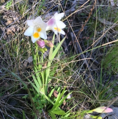 Freesia leichtlinii subsp. leichtlinii x Freesia leichtlinii subsp. alba (Freesia) at O'Connor, ACT - 22 Sep 2021 by Ned_Johnston