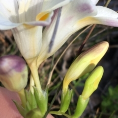 Freesia leichtlinii subsp. leichtlinii x Freesia leichtlinii subsp. alba at O'Connor, ACT - 22 Sep 2021