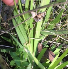 Freesia leichtlinii subsp. leichtlinii x Freesia leichtlinii subsp. alba at O'Connor, ACT - 22 Sep 2021