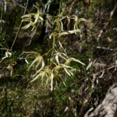 Clematis leptophylla (Small-leaf Clematis, Old Man's Beard) at Boro - 23 Sep 2021 by Paul4K