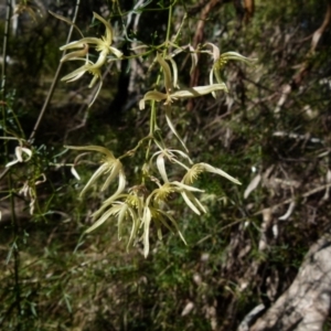 Clematis leptophylla at Boro, NSW - suppressed