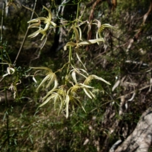 Clematis leptophylla at Boro, NSW - 24 Sep 2021