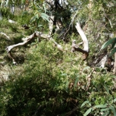 Clematis leptophylla at Boro, NSW - suppressed