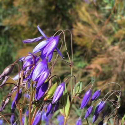 Stypandra glauca (Nodding Blue Lily) at Dryandra St Woodland - 22 Sep 2021 by Ned_Johnston