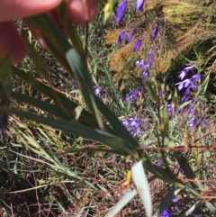 Stypandra glauca at O'Connor, ACT - 22 Sep 2021 10:37 AM