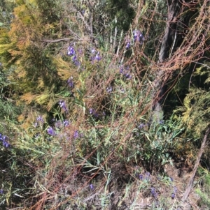 Stypandra glauca at O'Connor, ACT - 22 Sep 2021 10:37 AM