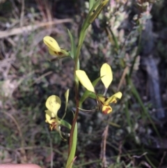 Diuris nigromontana (Black Mountain Leopard Orchid) at Acton, ACT - 22 Sep 2021 by NedJohnston