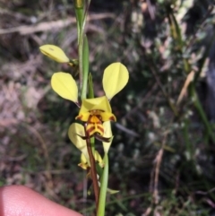 Diuris nigromontana at Acton, ACT - 22 Sep 2021