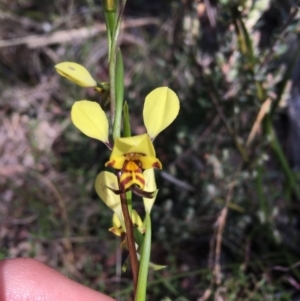 Diuris nigromontana at Acton, ACT - 22 Sep 2021