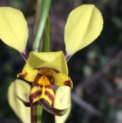 Diuris nigromontana at Acton, ACT - 22 Sep 2021