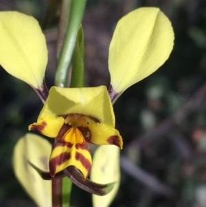 Diuris nigromontana at Acton, ACT - 22 Sep 2021