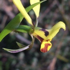 Diuris nigromontana at Acton, ACT - suppressed