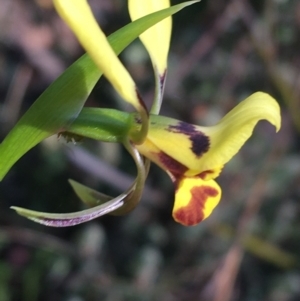 Diuris nigromontana at Acton, ACT - 22 Sep 2021