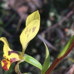 Diuris nigromontana at Acton, ACT - suppressed