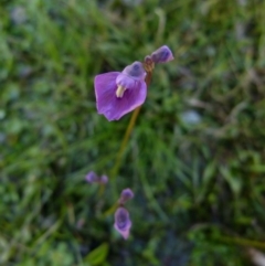 Utricularia dichotoma (Fairy Aprons, Purple Bladderwort) at Boro, NSW - 24 Sep 2021 by Paul4K