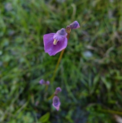 Utricularia dichotoma (Fairy Aprons, Purple Bladderwort) at Boro - 23 Sep 2021 by Paul4K