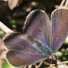 Erina hyacinthina (Varied Dusky-blue) at Acton, ACT - 22 Sep 2021 by Ned_Johnston