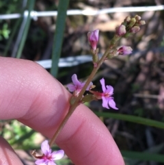 Stylidium graminifolium (grass triggerplant) at O'Connor, ACT - 22 Sep 2021 by NedJohnston