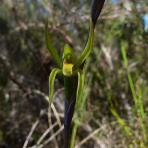 Lyperanthus suaveolens at Boro, NSW - 24 Sep 2021