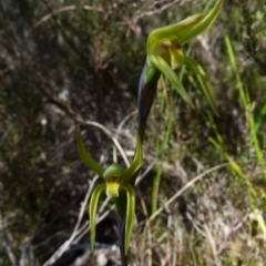 Lyperanthus suaveolens at Boro, NSW - 24 Sep 2021