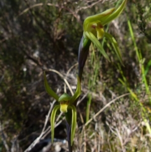 Lyperanthus suaveolens at suppressed - 24 Sep 2021