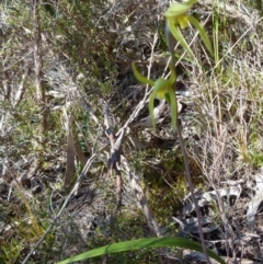 Lyperanthus suaveolens at Boro, NSW - 24 Sep 2021