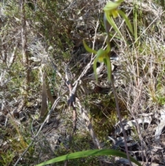 Lyperanthus suaveolens at suppressed - 24 Sep 2021