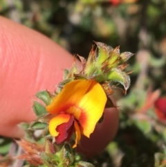 Pultenaea procumbens (Bush Pea) at O'Connor, ACT - 22 Sep 2021 by NedJohnston