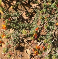 Pultenaea procumbens at O'Connor, ACT - 22 Sep 2021