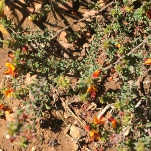 Pultenaea procumbens at O'Connor, ACT - 22 Sep 2021 11:00 AM