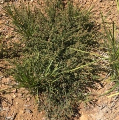 Pultenaea procumbens at O'Connor, ACT - 22 Sep 2021