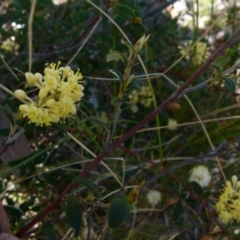 Pomaderris andromedifolia (Yellow Pomaderris) at Boro, NSW - 24 Sep 2021 by Paul4K