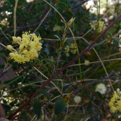Pomaderris andromedifolia (Yellow Pomaderris) at Boro, NSW - 23 Sep 2021 by Paul4K