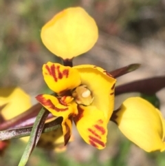 Diuris nigromontana (Black Mountain Leopard Orchid) at Black Mountain - 22 Sep 2021 by Ned_Johnston
