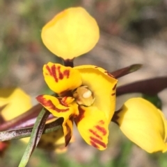 Diuris nigromontana (Black Mountain Leopard Orchid) at Downer, ACT - 22 Sep 2021 by NedJohnston