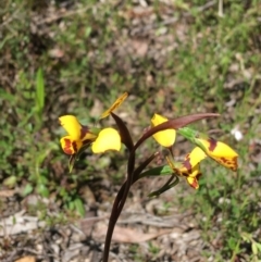 Diuris nigromontana at Downer, ACT - suppressed