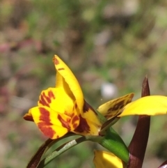 Diuris nigromontana at Downer, ACT - 22 Sep 2021