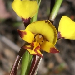 Diuris nigromontana (Black Mountain Leopard Orchid) at Point 5815 - 22 Sep 2021 by NedJohnston