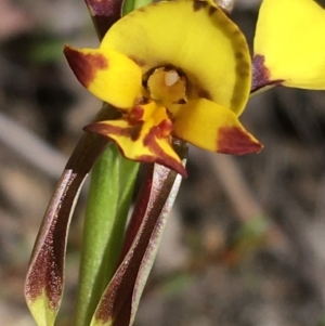 Diuris nigromontana at Point 5815 - suppressed