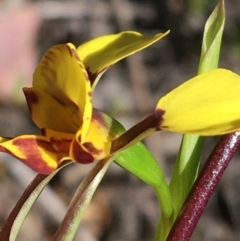 Diuris nigromontana at Point 5815 - suppressed