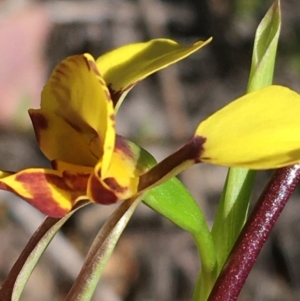 Diuris nigromontana at Point 5815 - 22 Sep 2021