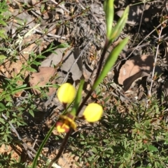 Diuris nigromontana at Point 5815 - suppressed