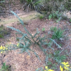 Acacia cultriformis (Knife Leaf Wattle) at Black Mountain - 22 Sep 2021 by Ned_Johnston