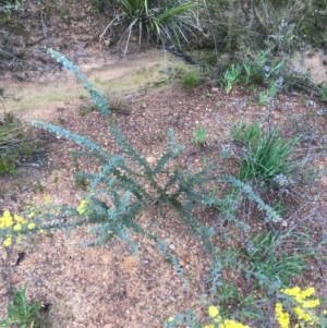 Acacia cultriformis at Bruce, ACT - 23 Sep 2021